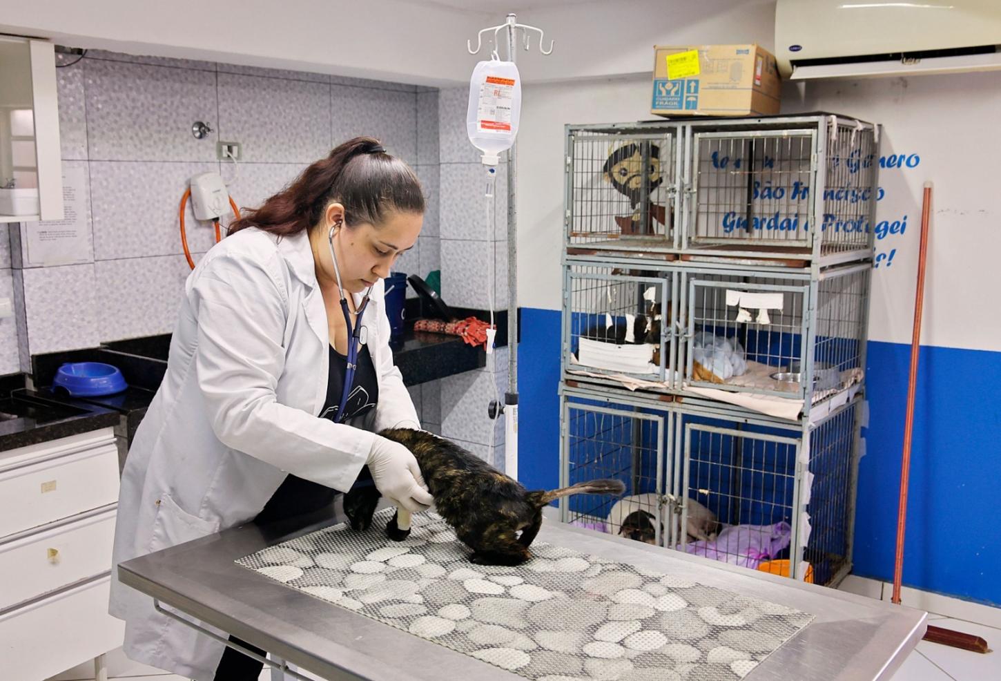 Foz do Iguaçu disponibiliza serviços gratuitos de Hospital Veterinário