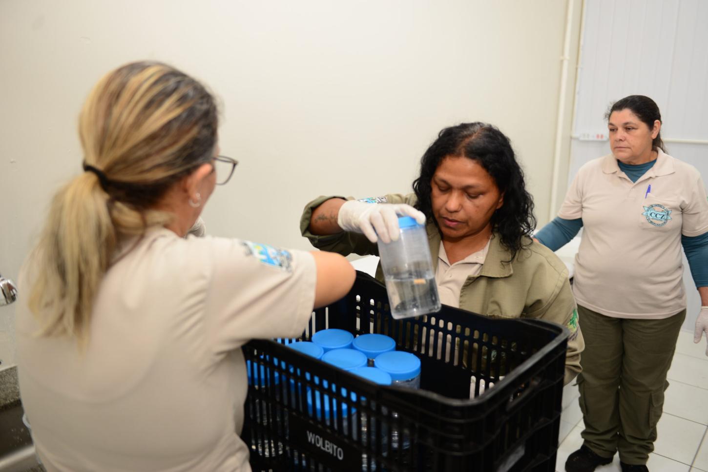 CCZ começa a produzir mosquitos com a bactéria Wolbachia para nova etapa de soltura em Foz do Iguaçu