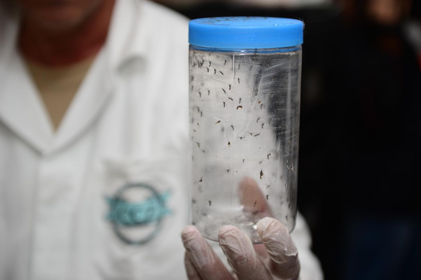 Mosquitos com a bactéria Wolbachia começam a ser soltos em Foz do Iguaçu para combate à dengue
