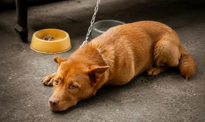 Câmara aprova regras mais rígidas contra maus-tratos e confinamento de animais